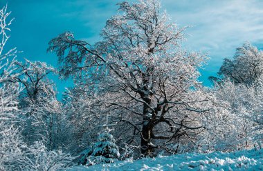 Ağaçların karla kaplı olduğu kış manzarası. Kış tatili ve seyahat