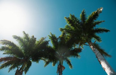 Avuç içi manzarası. Tropik ağaçların arka planı. Mavi gökyüzünde Coco palmiyeleri. Egzotik yaz doğası, doğal manzara. Yaz tropik adası, tatil ya da tatil düzeni