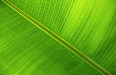 Avuç içi yaprakları. Tropikal yaprak dokusu arka planı. Yeşil yaprak yapısını kapat