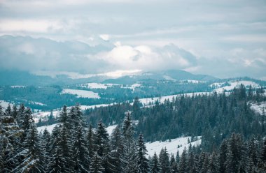 Karlı ormanlı kış sahnesi. Kışın manzara. Ormanda dondurucu bir sabah
