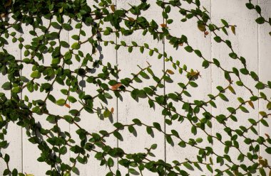 Yeşil yaprakların doğal duvar arka planı. Çimen duvarı dokusu ve arka plan, doğa, yeşil arkaplan