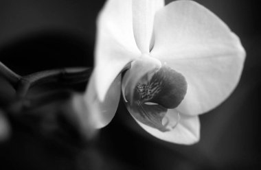 Orkide çiçekleri. Bahar güzeli. Doğa ve dekoratif çiçek kavramı