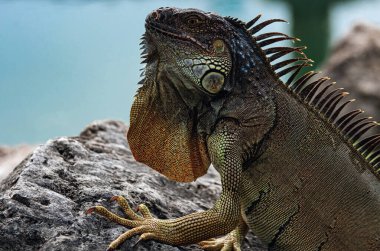 Iguana, Amerikan iguanası iguana familyasından bir kertenkele sürüngendir. Ve alt familya Iguanidae 'de