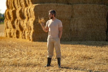 Amerikalı çiftçi saman tutuyor. Buğday tarlasında çiftçi Hasat Saman 'dan sonra. Hasattan sonra ekinler. Çiftlik yaşam tarzı. Ahır, Hay Rolled Bales. Çiftlikte Saman. Çiftlik hayvanları çiftliği