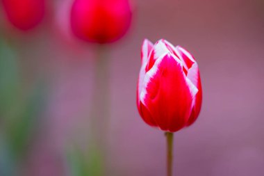 Çiçek arka planı. Bahar çiçeği konsepti. Lale çiçekleri. Sevgililer Günü için tasarım, Paskalya. Bahar bayrağı
