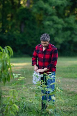 Bahçıvan bahçede meyve ağacıyla ilgileniyor. Adam bitki dikiyor. Bahçedeki çiftçi. Meyve tarımı. Meyve ağacını sulayan adam. Organik yeşil tarlalar. Ağaçlar büyüyor. Çiftçi bakımı ağacı