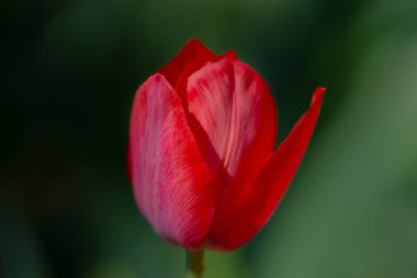 Kırmızı laleler. Güneşli bahar gününde bahçede açan kıpkırmızı lale çiçekleri. Kırmızı kestane rengi, parktaki yakut laleler. Bahar manzarası. Lale tarlası. Bahar çiçekleri