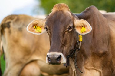 Meadow 'da inek. Yeşil tarladaki sığırlar. Çimenli otlaktaki inek. İnek kırsal kesimde portre yakın. İnekler yaz otlaklarında otlar. İneklerle dolu kırsal araziler. Otlaktaki inekler. İnekler yüz yüze.