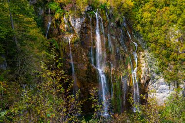Yaz doğasında güzellik, ormanda inanılmaz şelale. Şelale ve gölet. Güzel panoramik derin orman şelalesi. Yeşil ormanlı şelalelere güzel bir manzara. Şelalenin sakin suları