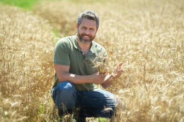 Çiftçi Buğday Denetliyor. Hasattan önce çiftçi ekin kulaklarının yanında. Büyüyen buğday tarlasında çiftçi. Tarım. Çiftlik tarım alanı konsepti. Buğday yetiştiren çiftçinin portresi