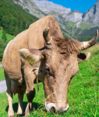 Boynuzlu inek. Sığırlar, hayvanlar. Meadow 'da inek. İnekler ve buzağılar otluyor. Otlayan inekler. İnekler tarlada. Yeşil otlaktaki inek sürüsü. Kırsal alan ve inekler için otlak. Kırsalda sığır sürüsü