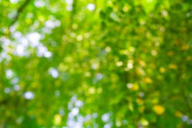 Yeşil yapraklı arka plan. Bulanık orman. Yeşillik arka planı. Bokeh yaz geçmişi. Yeşil doğa geçmişi. Ormanda yeşil yaprak. Arkaplanda bulanık yeşil yapraklar bırakır.