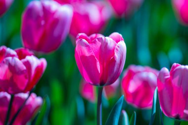 Güzel pembe laleler. Mor lale çiçeği arka planı. Bahar ya da yaz aylarında güneş ışığı altında güzel mor laleler. İnanılmaz bahar doğası. Bahçedeki laleler