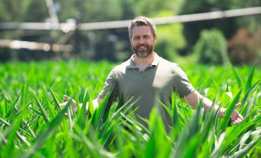 Mısır tarlasında çiftçi. Mısır tarlasında çiftçi adam mahsulü inceliyor. Mısır tarlasında Amerikan Çiftçisi. Çiftçi mısır tarlasında çalışıyor. Tarım sektörü konsepti. Yiyecek yetiştiriyorum, hasat ediyorum.