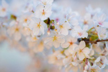 mavi gökyüzü arka planında beyaz çiçekli bahar çiçekli ağaç dalı