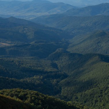 Karpat Dağları ve ağaç arka planı. Dağlar manzaralı. Alp çayırları ve güzel dağlar. Orman geçmişi. Dağ manzarası. Dağın turistik manzarası. Doğa arkaplanı