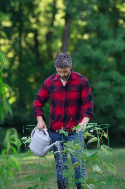 Bahçıvan bahçede meyve ağacıyla ilgileniyor. Adam bitki dikiyor. Bahçedeki çiftçi. Organik meyve tarımı kavramı. Meyve bahçesi. Organik yeşil tarlalar. Ağaçlar büyüyor. Çiftçi bahçıvan