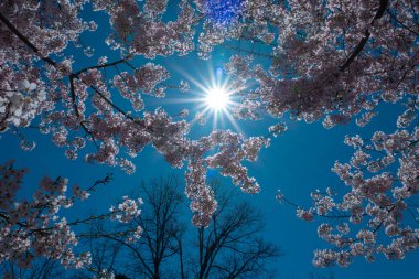 Mavi gökyüzüne karşı beyaz çiçekli erik demetleri. Bahar çiçeği arka planı. Gökyüzü arka planında çiçek açan elma dalı. Beyaz çiçekli bahar ağacı dalları