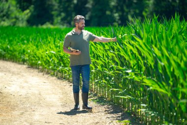 Mısır tarlasında çiftçi. Mısır tarlasında çiftçi adam mahsulü inceliyor. Mısır tarlasında Amerikan Çiftçisi. Çiftçi mısır tarlasında çalışıyor. Tarım sektörü konsepti. Yiyecek yetiştiriyorum, hasat ediyorum.