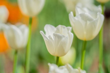 Bahar tarlasında laleler çiçek açar. Kırmızı laleler ve güzel çiçek arkaplanı. Lale çiçeği. Baharda lale tarlası. Bahçede bahar çiçekleri