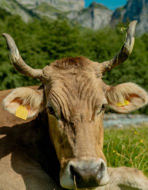 Cow with horns. Cows in a pasture. Cattle cow grazing on farmland. Grazing Cows in a Meadow with Grass. Cows Herd on a Grass Field. Mature Cow in a Green Field. Cows Grazing in Natural Pasture clipart