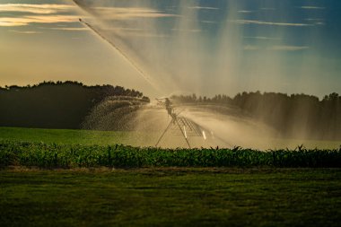 Irrigation system is watering summer field. Automatic Sprinkler irrigation system watering in the vegetable farm. Sprinkler Irrigation system for watering a farm lawn. Agriculture irrigation clipart