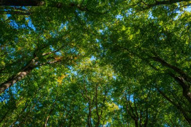 Yazın yeşil yaprak doğası. Doğal yeşil yapraklı bitkiler. Orman geçmişi. Yeşil doğa geçmişi. Yeşil yapraklı arka plan. Ormanda yaprak. Arkaplanda bitkiler bırakır