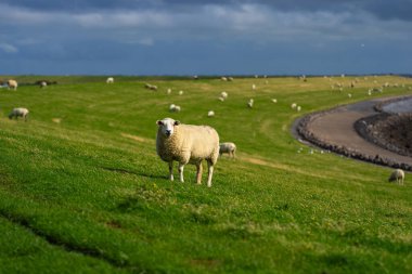 Yeşillik çimenlikteki koyun kuzusu. Çiftlikteki koyunlar. Tarlada ot yiyen koyunlar. Alp çayırında otlayan koyunlar.