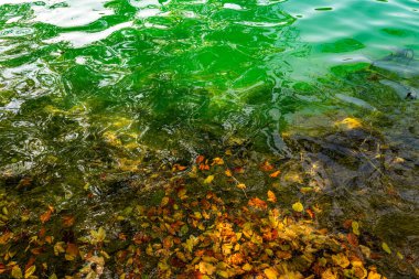 Arka planda gölün sakin şeffaf suları. Güzel doğa gölü. Güneşli bir günde, berrak bir göl suyu yüzeyinden yansıyan manzara. Ormanda sakin bir nehir