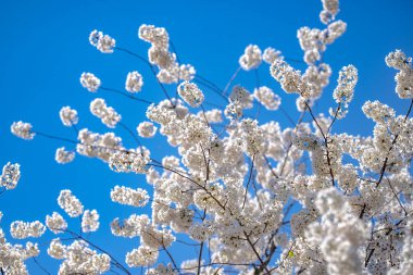 İlkbahar mavi gökyüzü arka planında kiraz ağacından beyaz çiçekler açan bir dal. Bahar bayrağı. Paskalya günü için tasarım. Güzel bahar güneşli gün