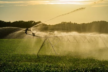 Sulama sistemi yaz tarlasını suluyor. Sebze çiftliğinde otomatik sulama sistemi sulanıyor. Çiftlik çimlerini sulamak için fıskiye sistemi. Tarım sulama
