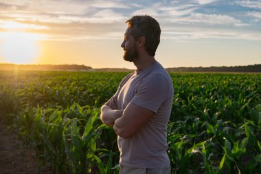 Mısır tarlasında çiftçi. Mısır tarlasında çiftçi adam mahsulü inceliyor. Mısır tarlasında Amerikan Çiftçisi. Çiftçi mısır tarlasında çalışıyor. Tarım sektörü konsepti. Yiyecek yetiştiriyorum, hasat ediyorum.