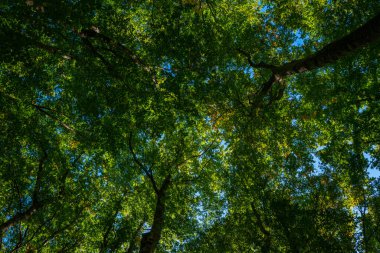 Ağaç ormanının bulanık yeşil yaprakları. Seçici odaklanma. Yaz tasarımı için taze yeşil arka plan. Yeşil bokeh doğa geçmişi. Yeşil bokeh. Arkaplan için bulanık doğa bokeh