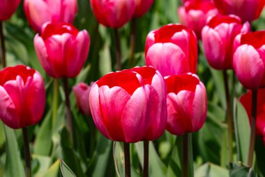 Red Tulips. Amazing bright Crimson Scarlet tulip flowers blooming in the garden at sunny spring day. Red Maroon, Ruby tulips in the park. Spring landscape. Field of tulips. Spring flowers clipart