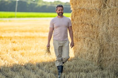 Hasattan sonra buğday tarlası. Saman topluyorum. Buğday tarlasında çiftçi Hasat Saman 'dan sonra. Hasattan sonra ekinler. Çiftlik yaşam tarzı. Ahır, Hay Rolled Bales. Çiftlikte Saman. Çiftlik hayvanları çiftliği