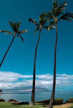 Kum, okyanus, palmiye yaprakları, palmiye ağaçları ve mavi gökyüzü olan tropik deniz plajı. Yaz sahili geçmişi