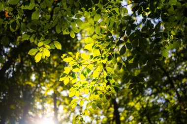 Yeşil doğa geçmişi. Yaz baharı geçmişi. Bulanık yeşil yapraklar. Ağaç dalı arka planda. Yaprak arkaplanı