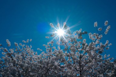 Bahar arka planı. Beyaz çiçekli çiçek dalı. Bahar çiçekleri. Beyaz çiçekler meyve ağacı. Sakura. Çiçek açan kiraz ağaçları. Bahar bahçesinde çiçek açan elma ağacı