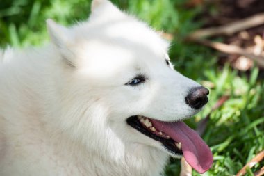 Güzel beyaz Samoyed veya laika dog. Şirin gülümseyen hayvan ya da daha sevimli, açık havada oynaşan evcil hayvan.