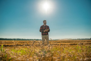 Çiftçi Buğday Denetliyor. Hasattan önce çiftçi ekin kulaklarının yanında. Büyüyen buğday tarlasında çiftçi. Tarım. Çiftlik tarım alanı konsepti. Buğday yetiştiren çiftçinin portresi