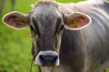 Süt inekleri. Meadow 'da inek. Çimenlikteki sığırlar. Çimenli otlaktaki inek. İnek otlağı dışarıda. İnekler yaz otlaklarında otlar. İneklerle dolu kırsal araziler. Otlaktaki inekler. Çiftlik arazisinde otlayan sığır ineği