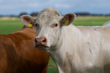 Süt inekleri. Meadow 'da inek. Çimenlikteki sığırlar. Çimenli otlaktaki inek. Kırsalda bir inek. İnekler yaz otlaklarında otlar. İneklerle dolu kırsal araziler. Otlaktaki inekler. Sığır ineği otluyor
