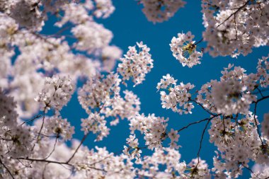 Kiraz ağacı arka planı. Beyaz bahar çiçekleri çiçek açan meyve ağacı. Mavi gökyüzünde beyaz kiraz çiçekleri var. Bahar günü. Bahar doğası