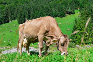 Çiftlik arazilerinde inekler. Süt çiftliği. Yazın yeşil çimlerde inekler. İsviçre Alplerinde yeşil çayırlarda otlayan bir inek sürüsü. Çiftçilik ve çiftlik hayvanları. Otlayan inek. Baharın yeşil tarlasında Hereford ineği