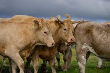 Süt inekleri. Meadow 'da inek. Çimenlikteki sığırlar. Çimenli otlaktaki inek. İnek otlağı dışarıda. İnekler yaz otlaklarında otlar. İneklerle dolu kırsal araziler. Otlaktaki inekler. Çiftlik arazisinde otlayan sığır ineği