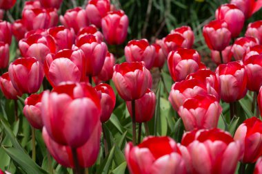 Bir sürü kırmızı lale. Bahar çiçeklerini kapat. Bahçede açan inanılmaz kırmızı pembe laleler. Lale çiçeği bitkileri. Bahar çiçeği arka planı. Bahar çiçekleri kırmızı ve yeşil arkaplan