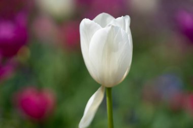 White Tulips in a spring field in the Netherlands. Blooming spring flowers tulips in the sunlight. Blossom Tulips flower in a beautiful garden. White Tulips flowers. Spring background clipart