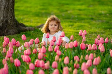 Çocuk lale çiçeğini tut. Bahar lale bahçesindeki çocuk. Çocuk bahar günü Blooming lale tarlasında oynuyor. Bahar çiçekleri arasında mutlu bir çocuk. Çocuk bahar parkında lale kokusu alıyor.