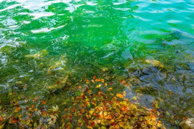Sakin su gölü. Arka planda gölün sakin şeffaf suları. Güzel doğa gölü. Güneşli bir günde, berrak bir göl yüzeyinden yansıyan manzara.