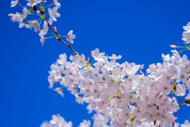 Armut çiçeği. Kiraz ağacı çiçeği. Beyaz ve pembe erik ağacı ilkbaharın başlarında çiçek açar, doğa çiçekleri arka plandadır. Beyaz çiçeklerle kaplı bir bahar dalı. Bahar tasarımı arkaplanı için çiçek açan dal